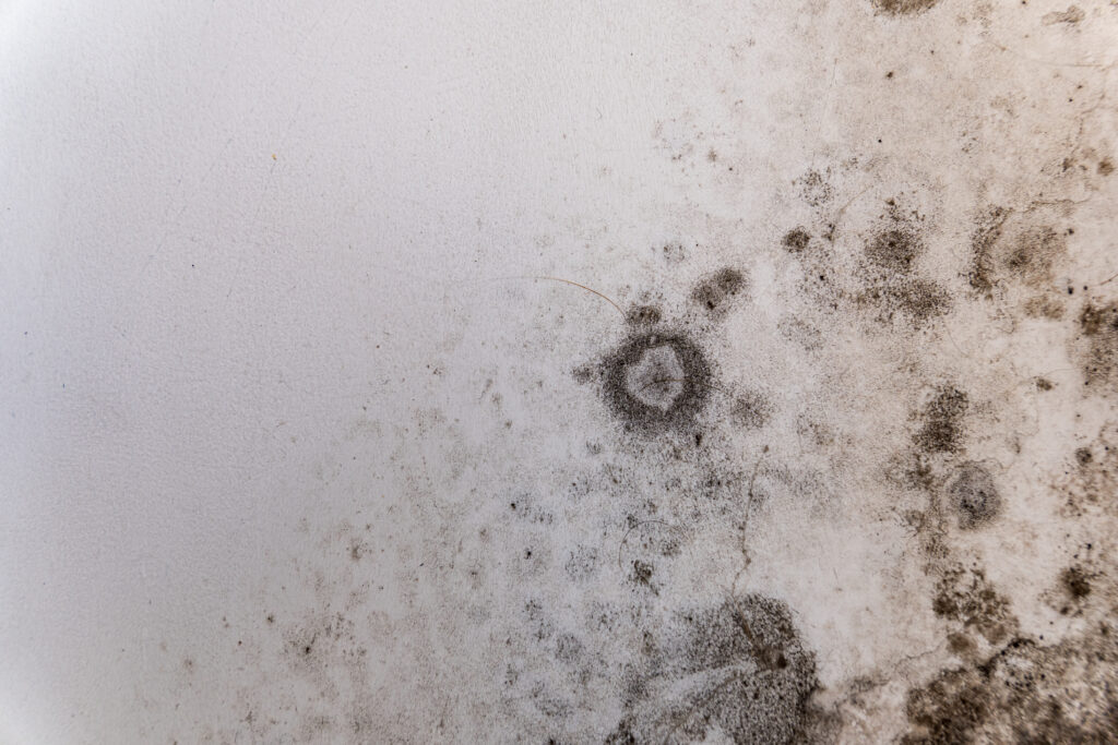 Stop Mold Before It Starts: How Your HVAC System Can Control Humidity